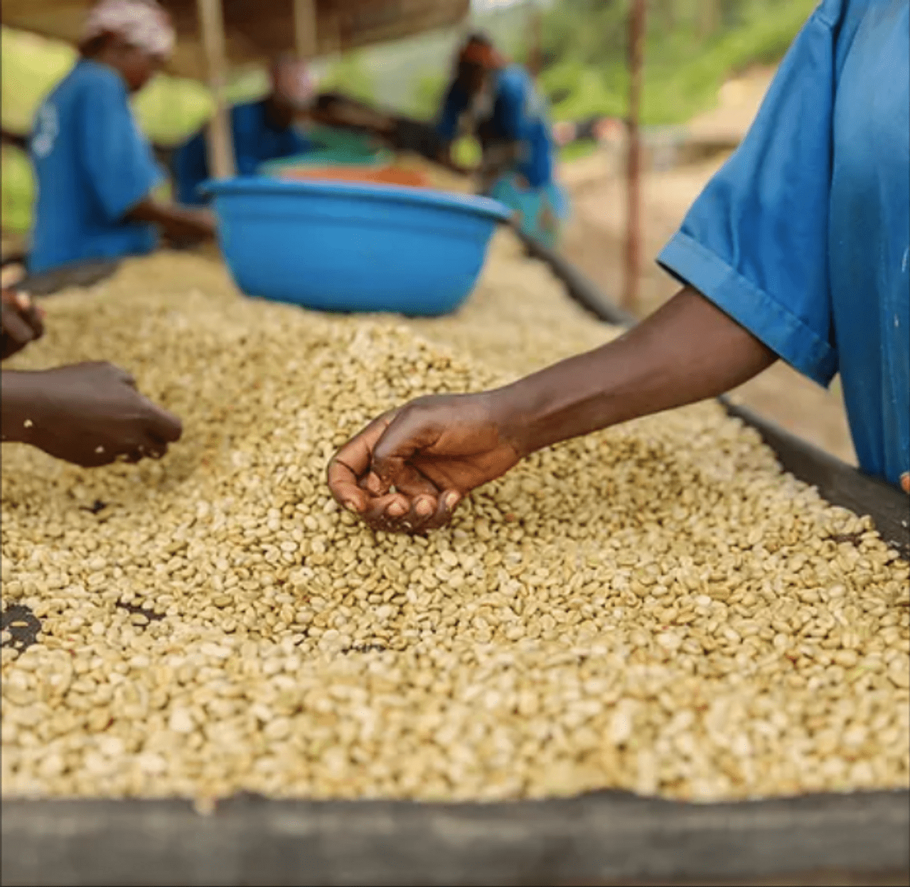 ZUSH Coffee - Specialty Coffee Beans , 100% Arabica, Batch Roasted. BRAZIL RIO BRILHANTE CherryAffairs