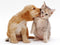 Pets Essentials